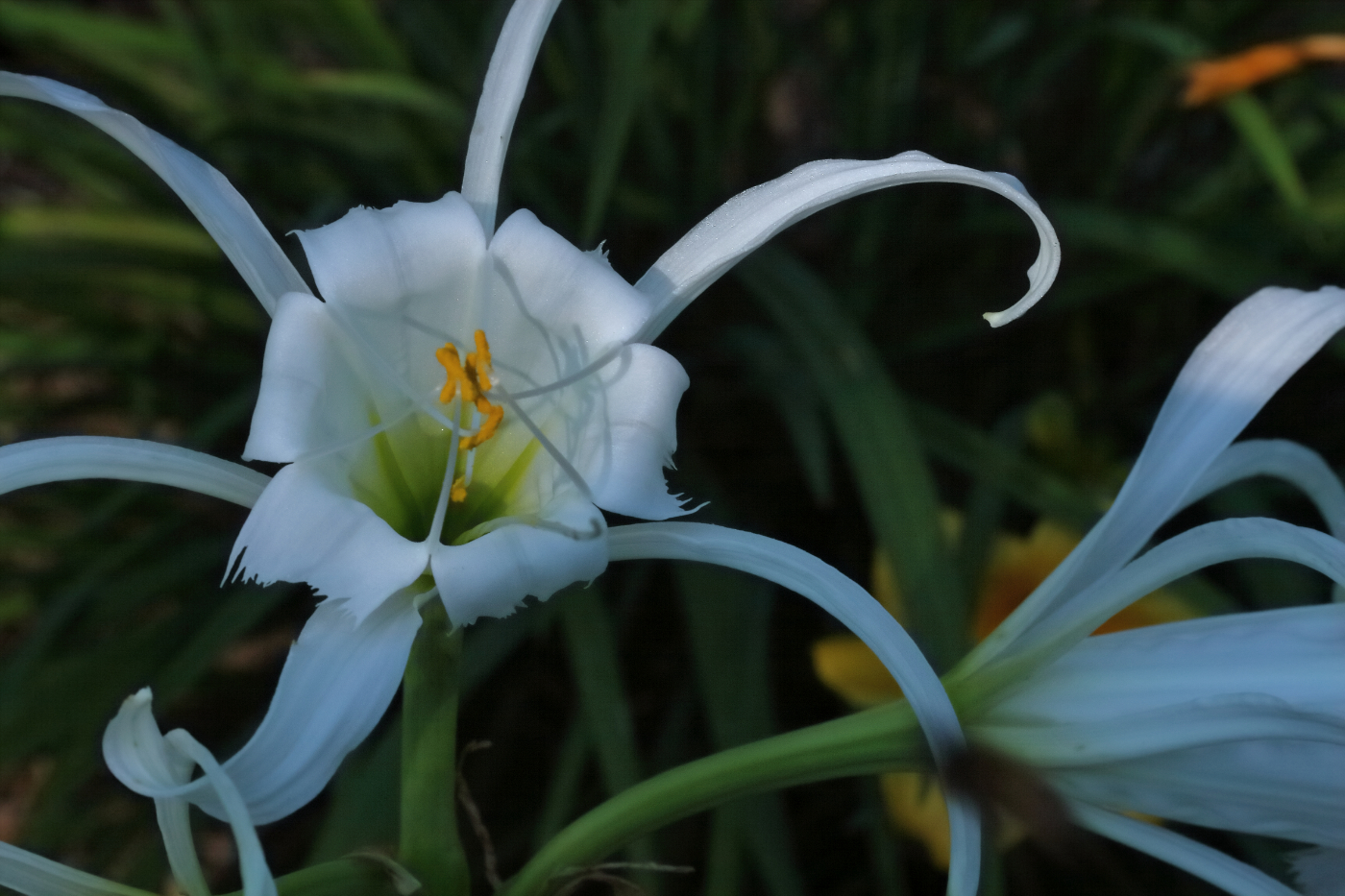 2011 06 15 IMG 33181e
